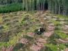 Csúnyán lebukott az óriásvállalat: hiába bio az energia, ha védett erdőket irtanak ki hozzá