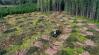 Csúnyán lebukott az óriásvállalat: hiába bio az energia, ha védett erdőket irtanak ki hozzá