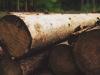 Dübörög a Tűzifaprogram: 3000 ember vágja a fát
