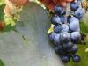 A saját szőlőtőkénkről támad tavasszal a lisztharmat – itt az ideje a lemosó permetezésnek