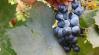 A saját szőlőtőkénkről támad tavasszal a lisztharmat – itt az ideje a lemosó permetezésnek