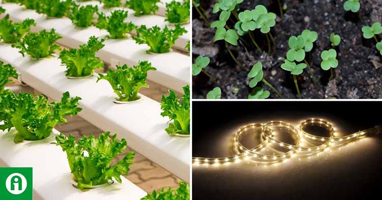 Dr. Boros Ildikó Fruzsina kutatása bebizonyította, hogy kizárólag a fénykörnyezet megváltoztatásával befolyásolhatók a saláták beltartalmi paraméterei és növekedésük