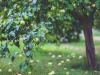 Ősi magyar gyümölcsfajtákat gyűjt a fiatal gazda a Zselicben 