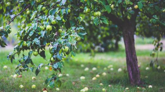 Ősi magyar gyümölcsfajtákat gyűjt a fiatal gazda a Zselicben 