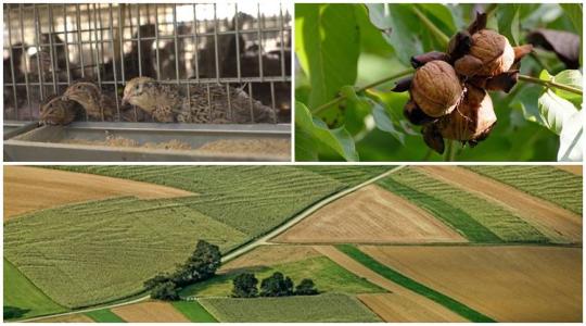 Így védd meg a diót, egy magyar állattartó sikertörténete, így indíts jövedelmező mezőgazdasági vállalkozást