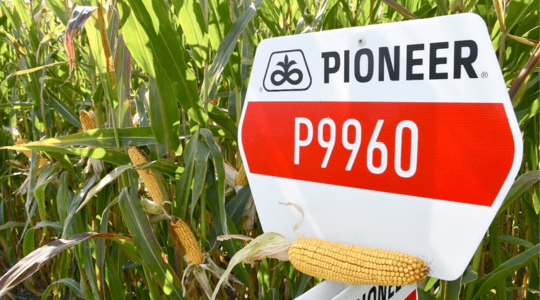 Kiemelkedő termőképességű Pioneer® kukorica hibridek az egyik legkedveltebb éréscsoportban