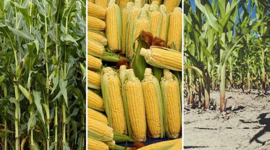 Idén olyan kevés kukorica termett, hogy már Ukrajnából importáljuk