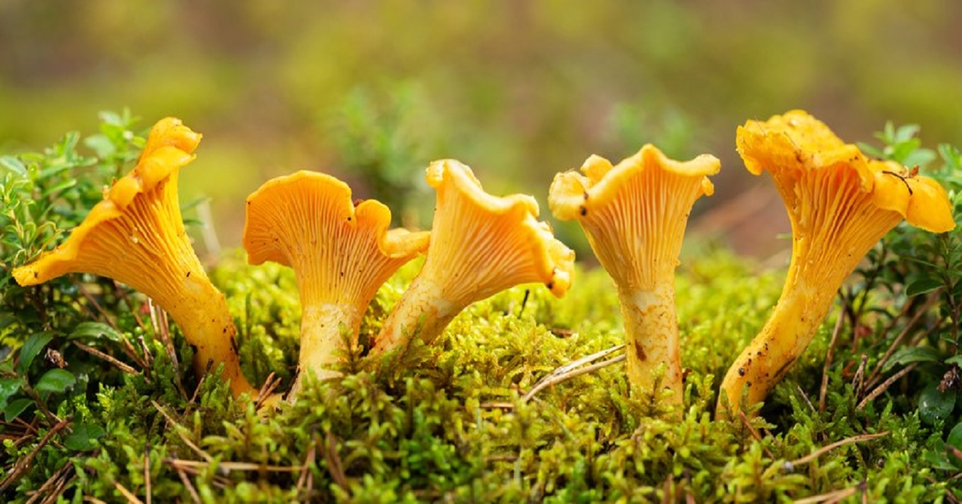 gombák erdőben