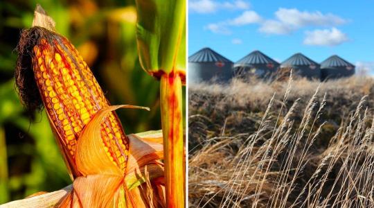 Közel 80 százalékkal nőtt a kukorica ára egy év alatt – döbbenetes terménypiaci adatok
