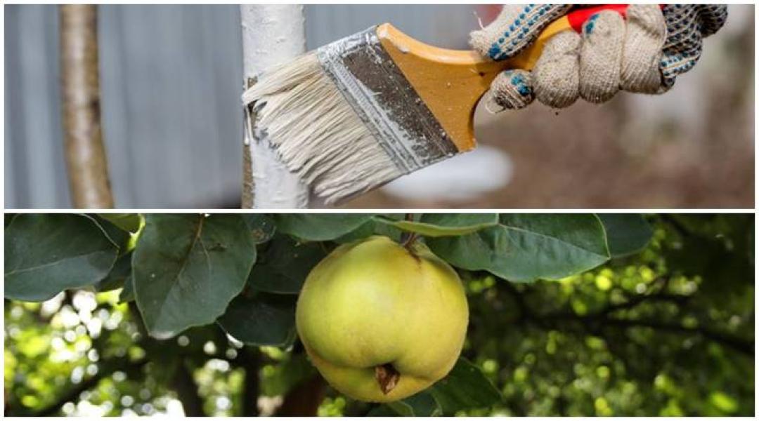 Itt az ideje a gyümölcsfák meszezésének – kertészeti növényvédelmi előrejelzés