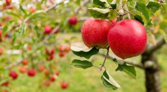Aki tudja otthon tárolni az almát, komoly összeget spórolhat 