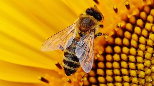 Méhek végveszélyben: akkor is irtjuk a méheket, amikor nem is gondolnánk