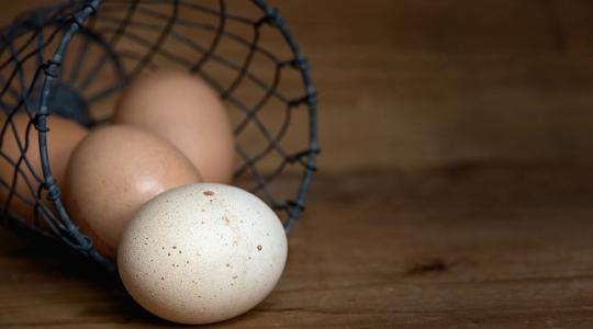 Meddig bírják a magyar tojástermelők a hatalmas importnyomást? 