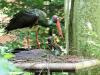 Nagy a baj: a kihalás szélére kerülhet a ritka fekete gólya