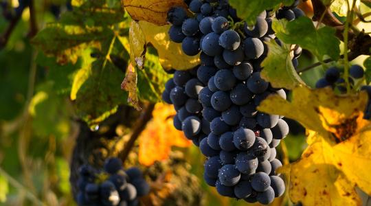 Történelmi mélypontra süllyedt a francia bortermelés