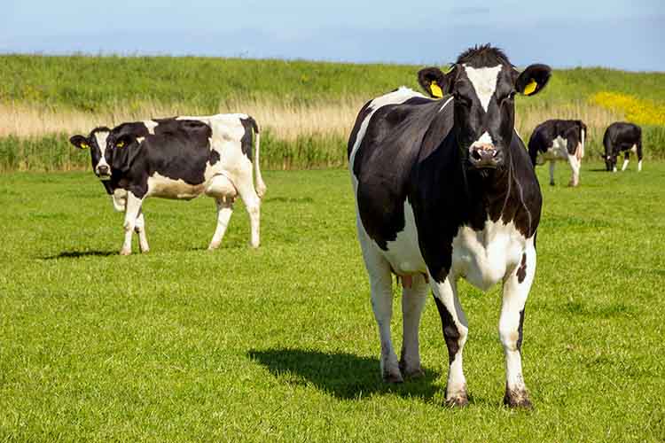 Új-Zélandon körülbelül 10 millió tejhasznú szarvasmarhát tartanak