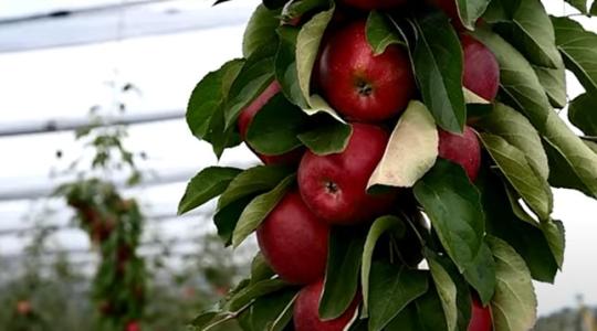 Összefogás a sikeres almatermesztésért