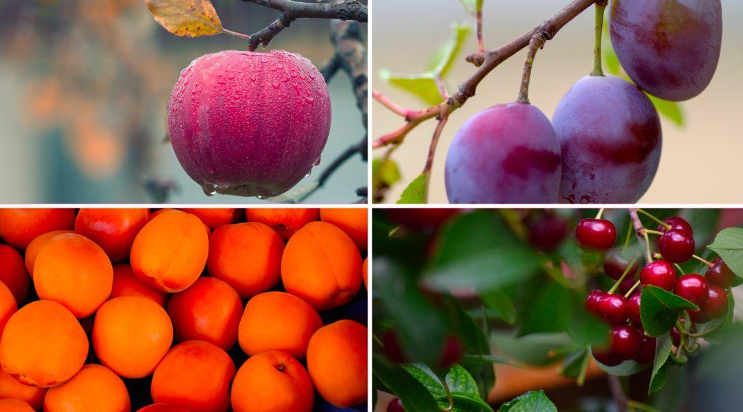 A rendkívüli aszály tovább mélyítette a gyümölcságazat válságát