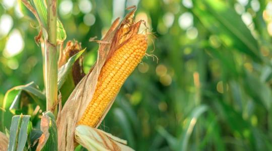 Mikor van szükség több nitrogénre? 3 kukoricahibridet vizsgáltak
