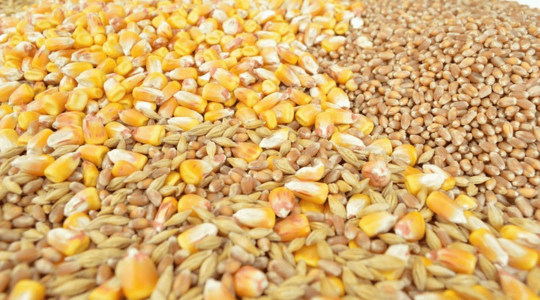 Mesterséges intelligenciával felszerelt mobiltelefon segítheti a gabonafélék vizsgálatát