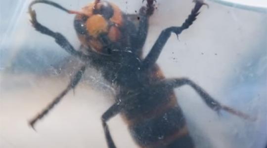 Ez a lódarázs percenként 40 méhet is képes lefejezni – Videó!