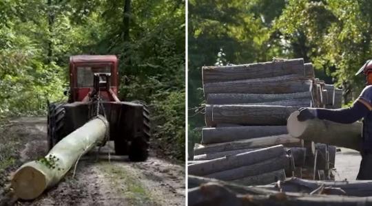 Tűzifaprogram: ennyivel növelték a termelési kapacitásaikat az állami erdőgazdaságok – VIDEÓ
