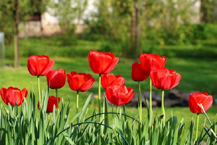 piros tulipán 