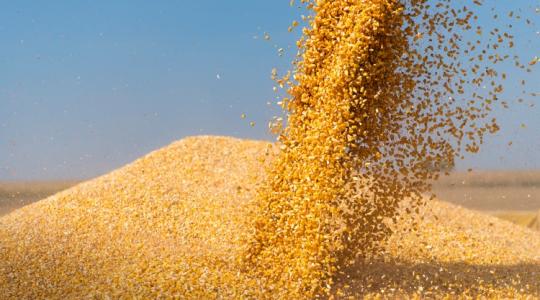 Meglepően alakulnak a terményárak – friss hírek a búzáról és a kukoricáról