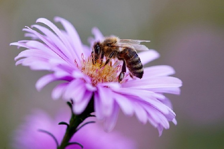 őszirózsa méhecskével