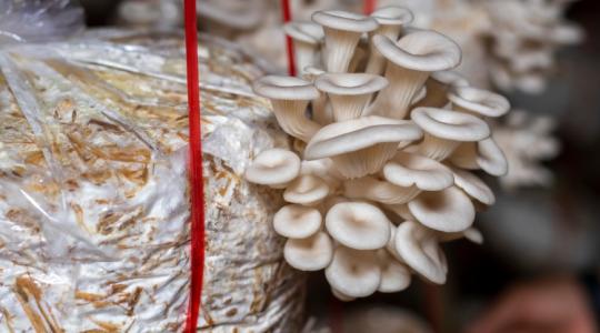 3 megkérdőjelezhetetlen ok, amiért sokkal több gombát kellene termesztenünk