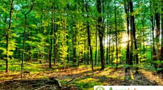 Klímaváltozás - pusztulnak az erdők