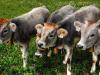 Egy német gazda tehene négy ikerborjút ellett