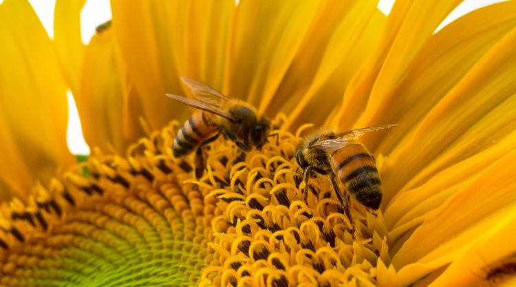Ha a Magyarországon termelt méz jobb minőségű, mint a dömpingáron ömlesztett kínai mézé, akkor az azért lehet, mert a méhészek más, jobb technológiát használnak a méz előállításához.