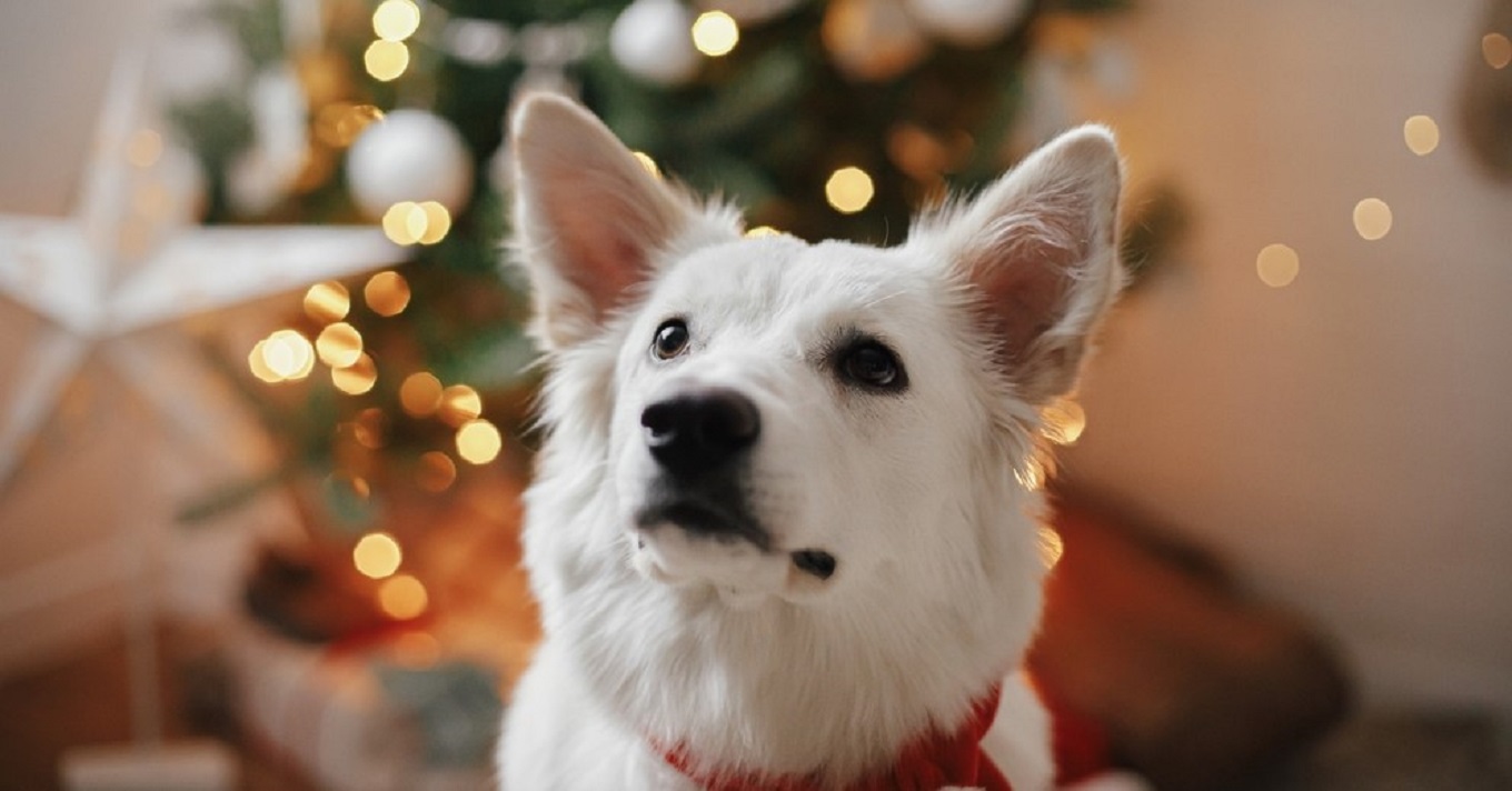 karácsonyfa kutya