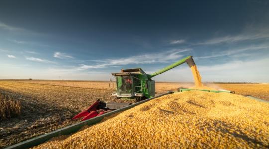 Együtt mozog a búza és a kukorica ára – nézd meg, hol tart az áresés
