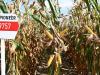 Stabil termőképességű Pioneer® kukorica hibridek a FAO 300-as éréscsoportban