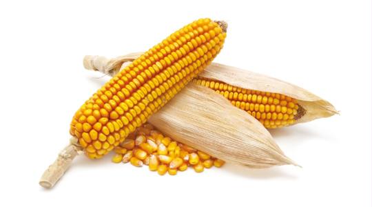 Válasz a kihívásokra – Syngenta kukorica vetőmag 2023-ban is!