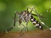 Aggódnunk kellene? Egész évben veszélyforrást jelenthetnek az ázsiai tigrisszúnyogok