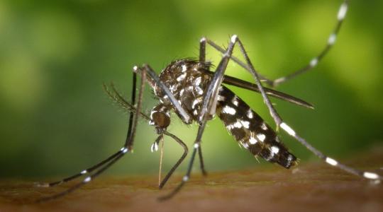 Aggódnunk kellene? Egész évben veszélyforrást jelenthetnek az ázsiai tigrisszúnyogok