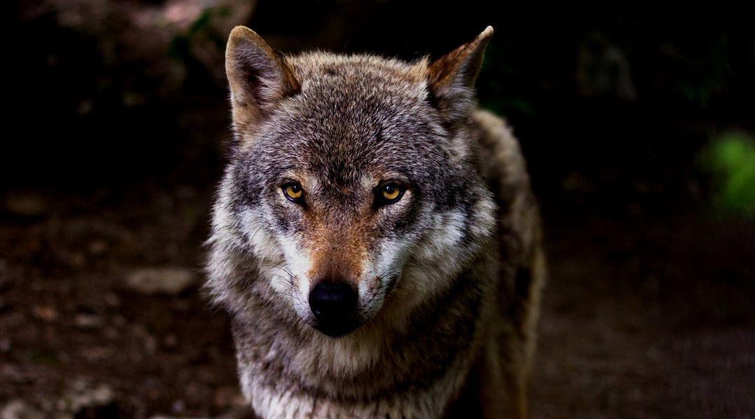 Vadászhatóakká válhatnak a farkasok az Európai Parlament döntésével
