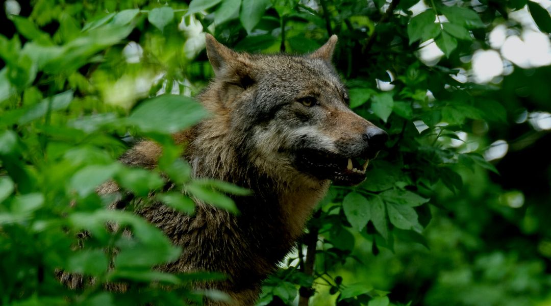 Az Európai Parlament nemrég a farkasok védett státuszának visszaminősítését szorgalmazta az EU-ban az állattenyésztési ágazat védelmének elősegítése érdekében.