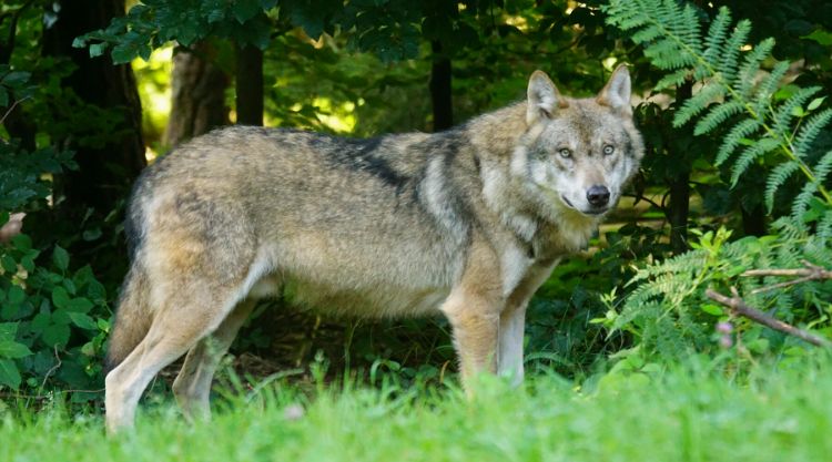 A farkasok jelentősége az európai vadonban nagy, döntő szerepet játszanak ökoszisztéma egyensúlyának megőrzésében.
