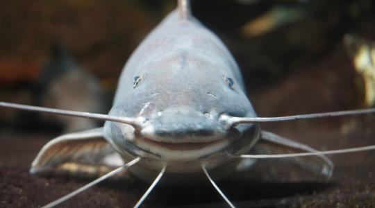 Intenzív haltermelő telepet adtak át Balatonszabadiban