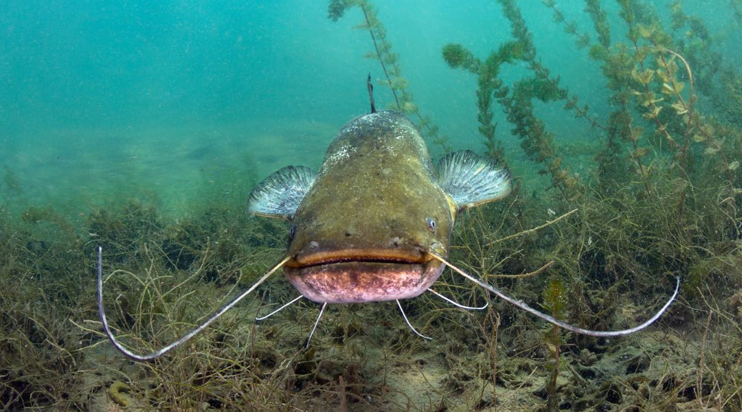 Az európai harcsa Európa édesvizeinek a viza utáni második legnagyobbra növő hala, a magyarországi halfauna „óriása