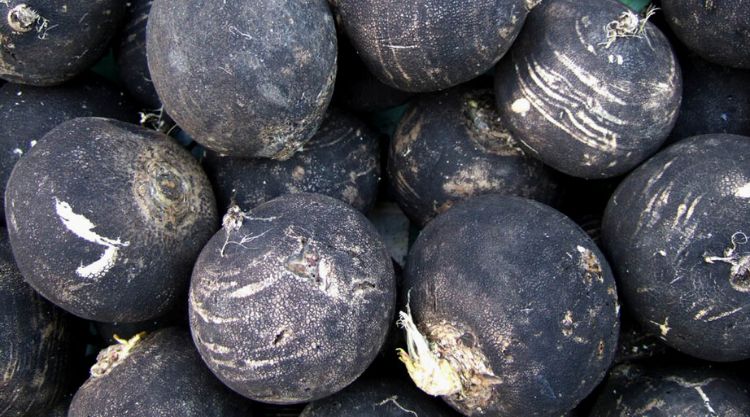A fekete retek vagy más néven kerti retek az egyik legtáplálóbb zöldségfajta, amely tele van vitaminokkal, ásványi anyagokkal és rosttal.