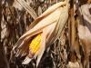 Ukrajnában kétmillió hektár szemeskukorica termését nem sikerült betakarítani