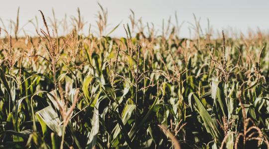 Kukoricából kevesebb, napraforgóból több érkezhet jövőre Magyarországra