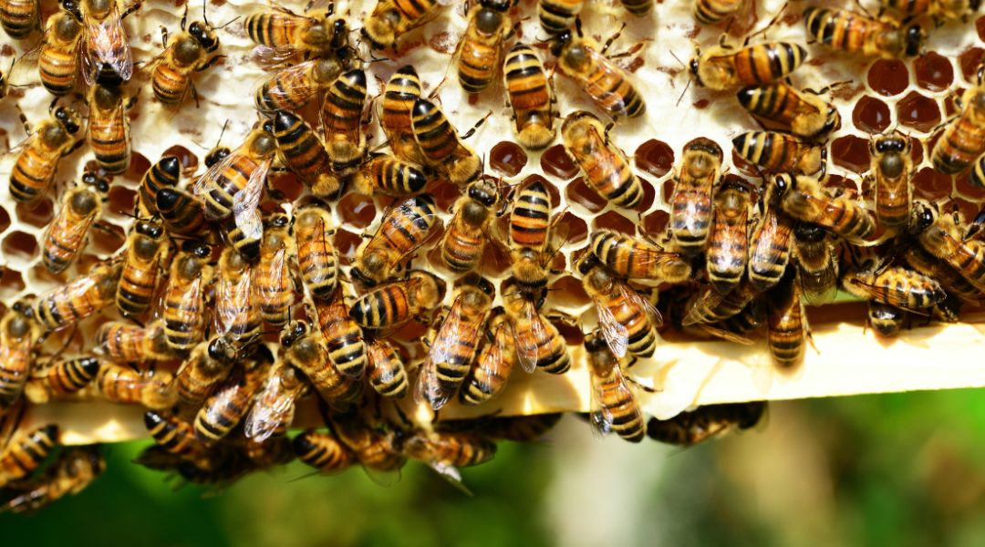 A két férfi új találmányával 10 százalékkal növelte a világ méhállományát