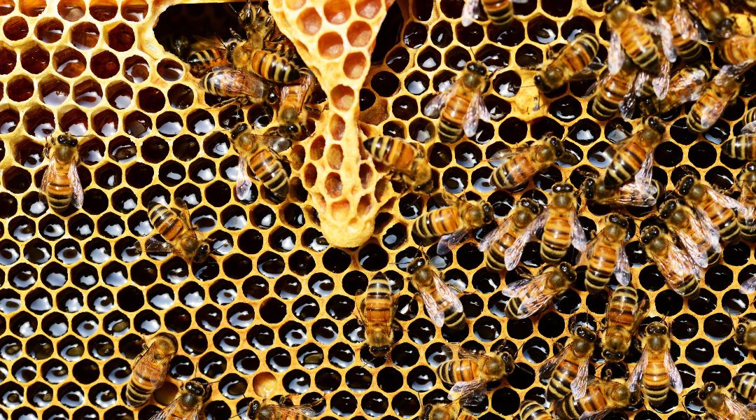 Cedar Anderson apjával Stuarttal tíz éven át kísérleteztek az optimális ember- és méhbarát kialakítás kifejlesztésével.