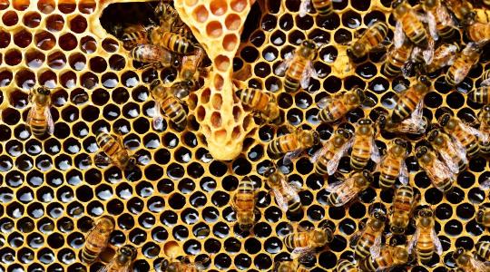 Elképesztő méhkímélő kas, amit bárki képes használni, védőruha nélkül!